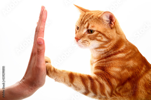 Ginger tabby cat high fiving a womans hand