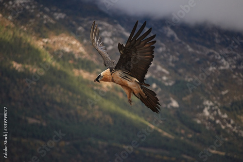 Wild Bearded Vulture flying.