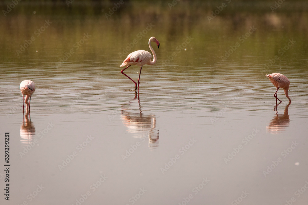 Fototapeta premium Flamingo on a lake during safari in Serengeti National Park, Tanzania