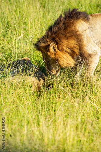 Fototapeta Naklejka Na Ścianę i Meble -  Wild lion waking up his lioness for mating in the Krugerpark, South-Africa