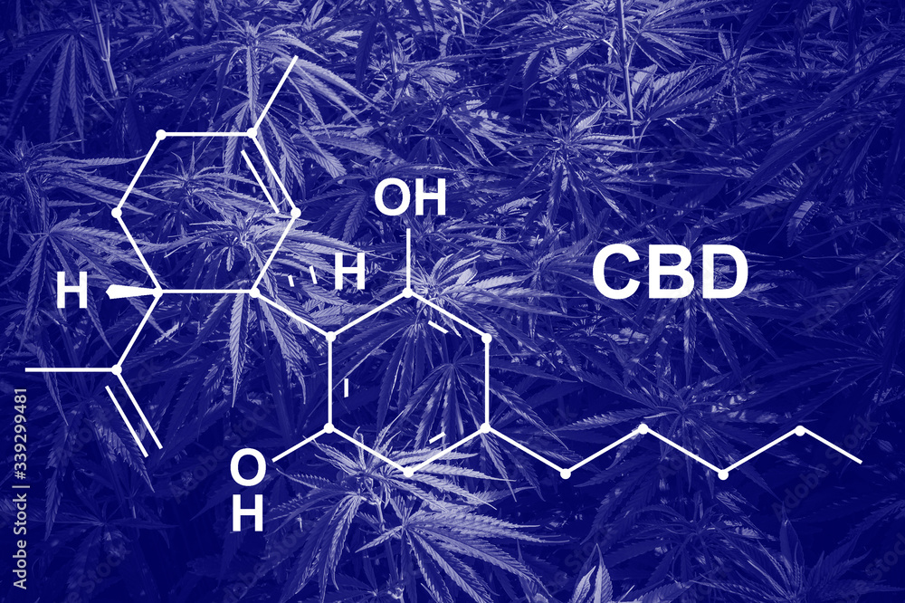 Cannabis of the formula CBD cannabidiol. Concept of using marijuana for medicinal purposes Phantom color trend 2020. Banner Art concept Cannabis of the formula CBD cannabidiol. Concept of using marijuana for medicinal purposes Phantom color trend 2020. Banner Art concept