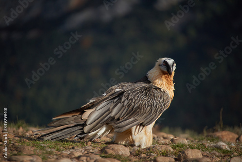 Wild Bearded Vulture flying.