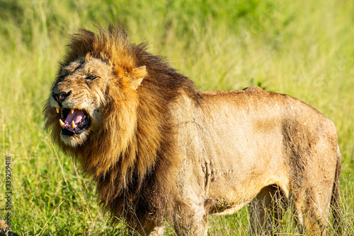 Close-up of a wild male lion roaring in African grass. Krugerpark. photo