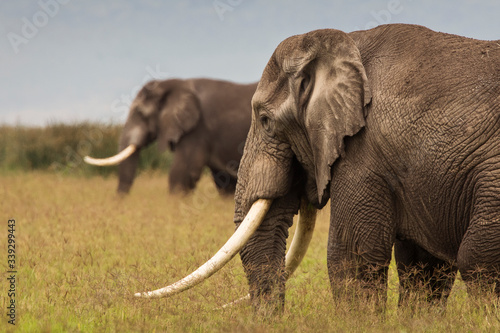Elephants in the grass during safari in Ngorongoro National Park  Tanzania