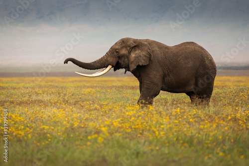 Single elephant in the grass during safari in Ngorongoro National Park  Tanzania