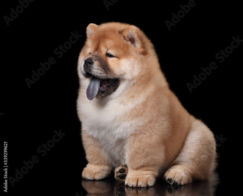 Cute fluffy chow chow puppy © adyafoto