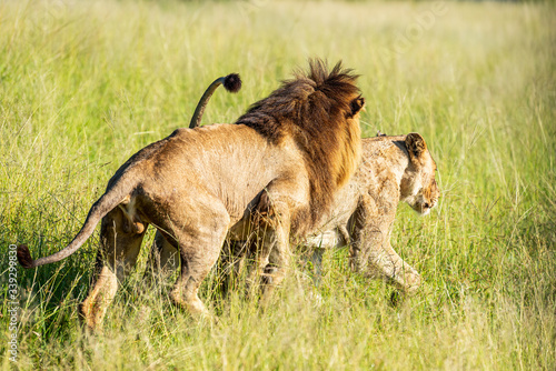 Wild lion roaring while mating with a lioness in Africa, Krugerpark