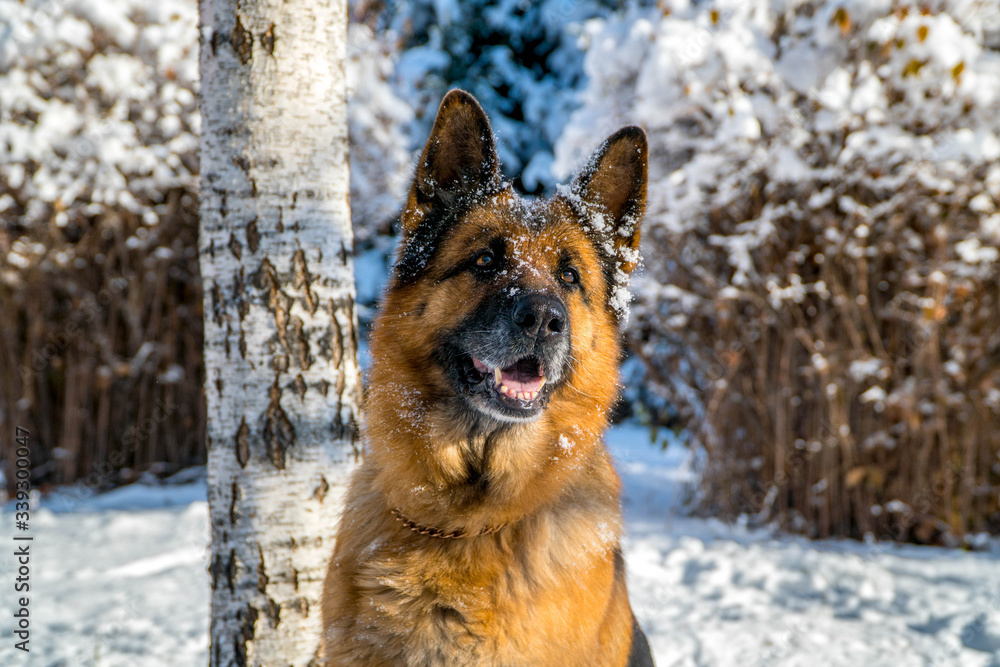 German shepherd in a winter park German shepherd in a winter park