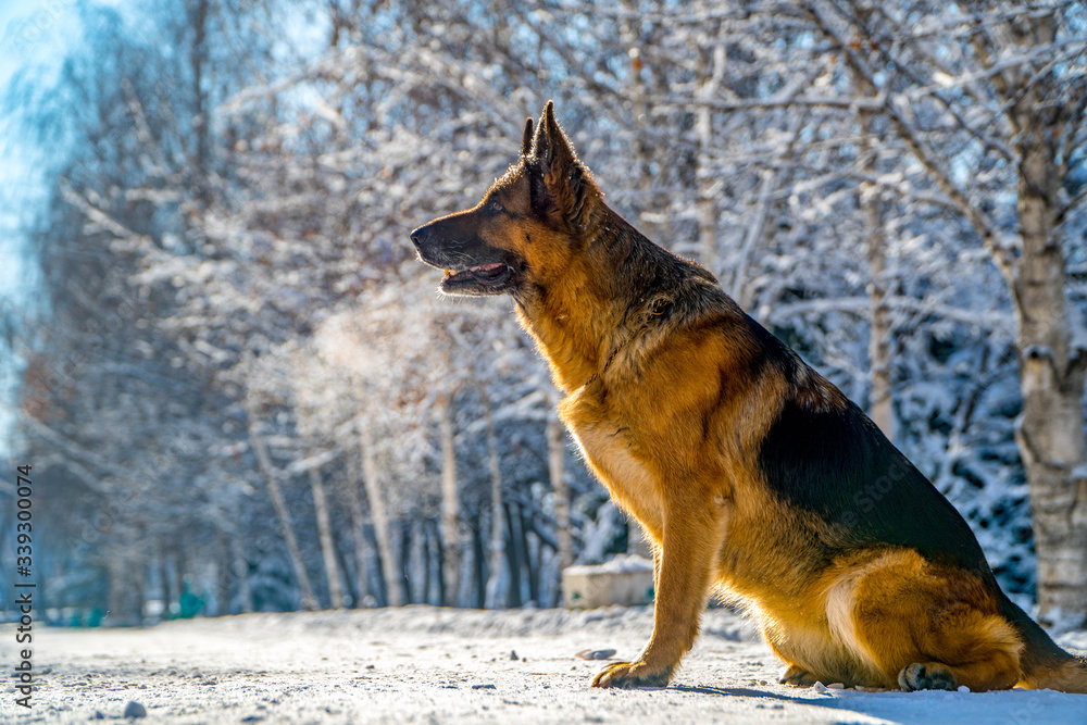 German shepherd in a winter park German shepherd in a winter park