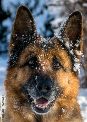 German shepherd in a winter park © Dan