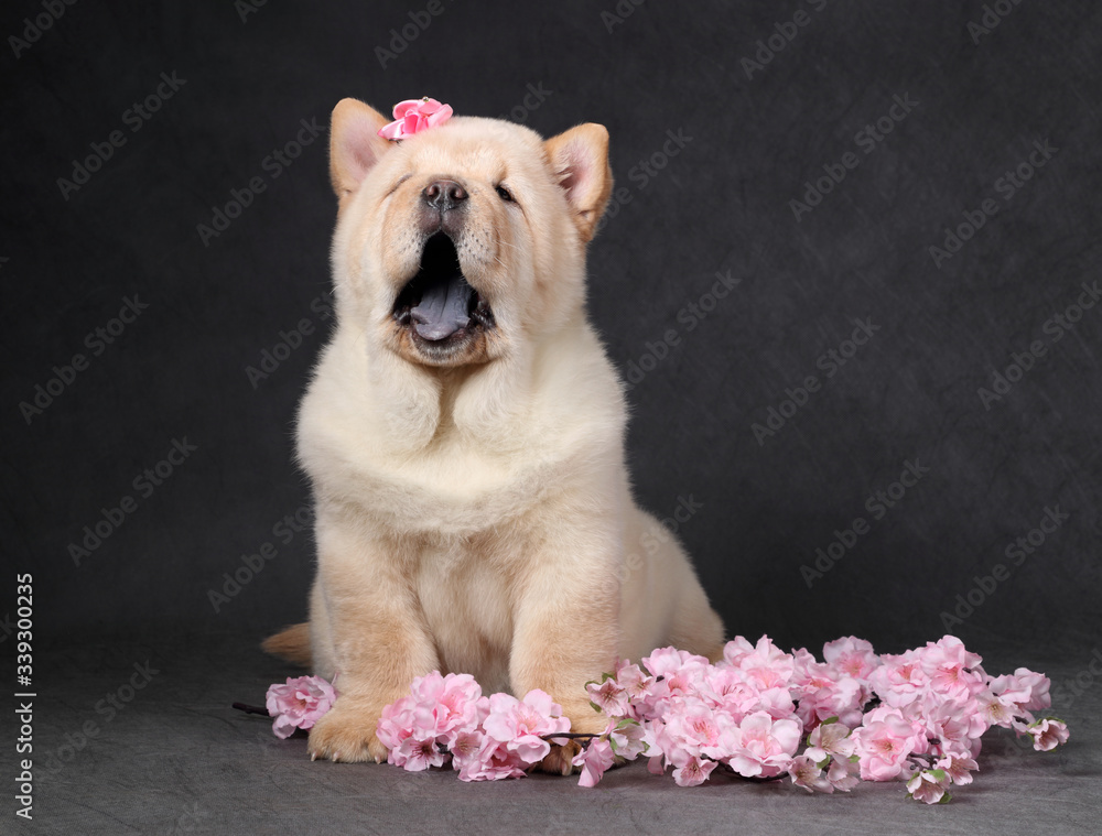 Funny fluffy chow chow puppy with pink flowers Funny fluffy chow chow puppy with pink flowers