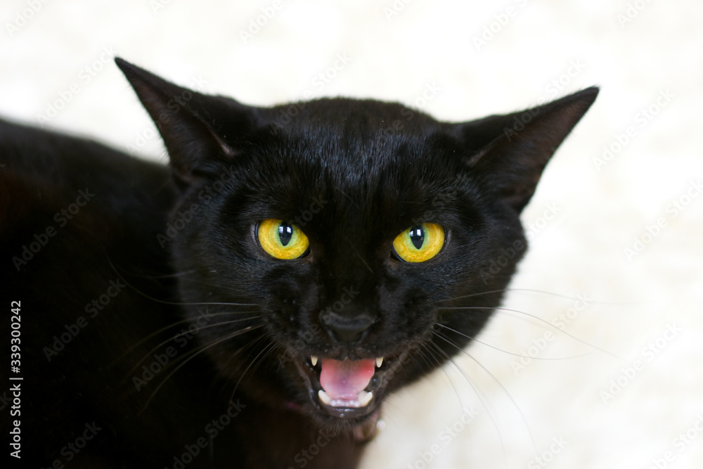 black cat with yellow eyes meows loudly.