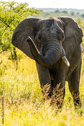 Wild elephant in the Kruger National Park on safari  South-Africa  Mpumalanga