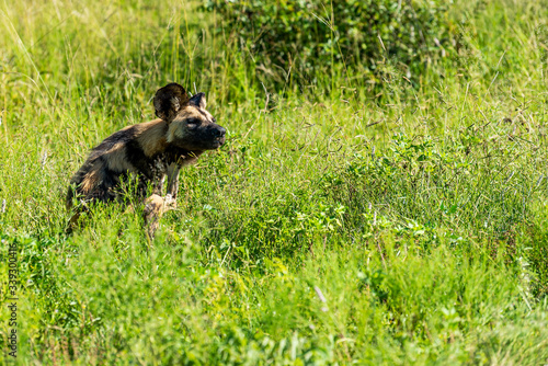 Wild dog relaxing in the grass in South Africa on safari in the Krugerpark  © Martijn