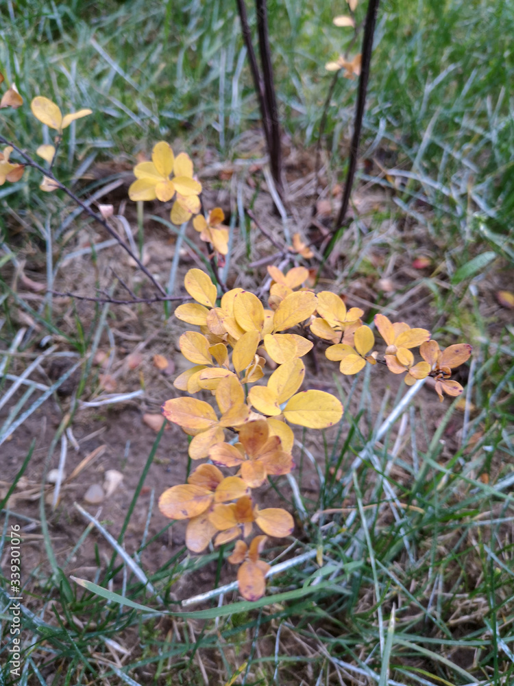 Small yellow leaves on a low Bush against a background of green grass Small yellow leaves on a low Bush against a background of green grass