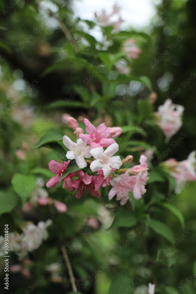 paysage d'un jardin au printemps jasmin paysage d'un jardin au printemps jasmin