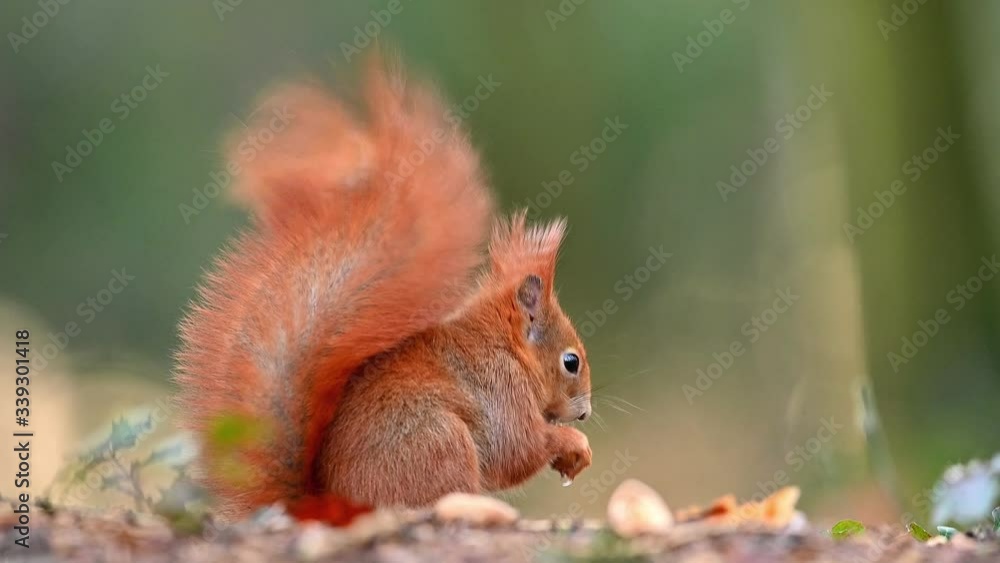 Cute Red squirrel with the nut in the natural environment, close up, detail, wild animal, Sciurus vulgaris Cute Red squirrel with the nut in the natural environment, close up, detail, wild animal, Sciurus vulgaris