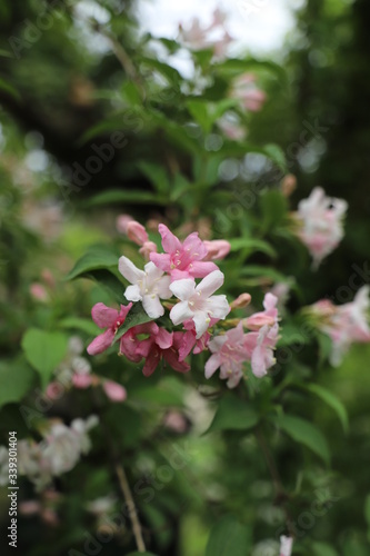 paysage d'un jardin au printemps jasmin