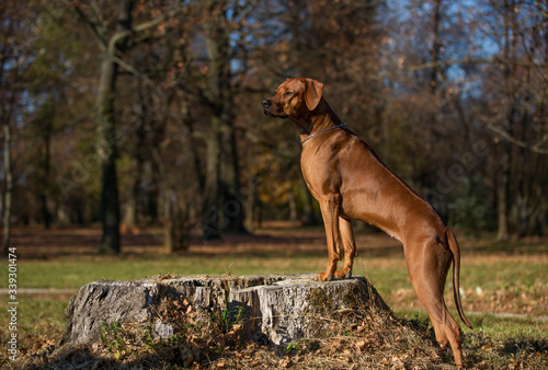 brown dog Rhodesian Ridgeback standing with front legs on stump in park by the sun 