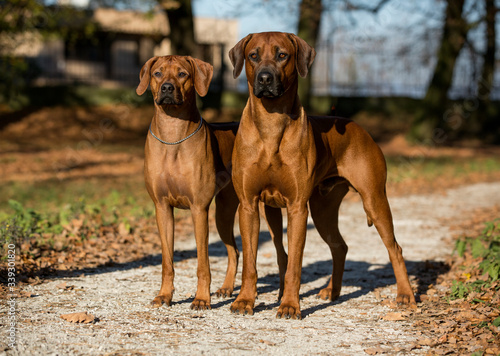 two brown dogs Rhodesian Ridgebacks standing on path and looking by the sun 