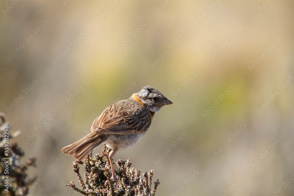 Rubius-collared sparrow perched on a bush branch Rubius-collared sparrow perched on a bush branch