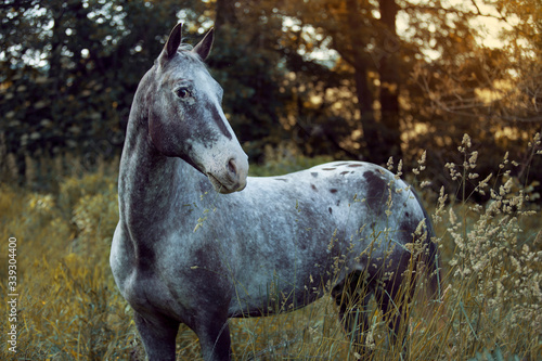 Fototapeta Naklejka Na Ścianę i Meble -  grey horse appalossa standing in high grass by the sunset 