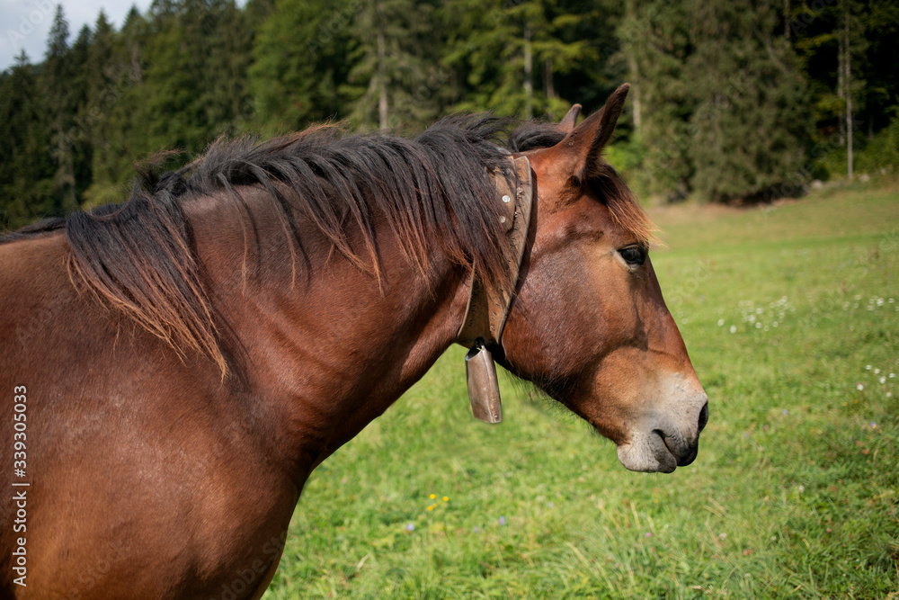 brown horse head portrait on pasture, dark brown horse with bell on neck, norik muransky type, wild horse brown horse head portrait on pasture, dark brown horse with bell on neck, norik muransky type, wild horse