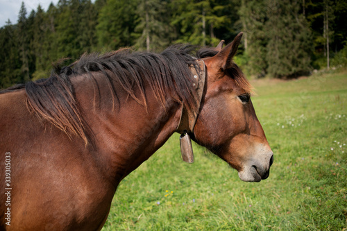 brown horse head portrait on pasture  dark brown horse with bell on neck  norik muransky type  wild horse