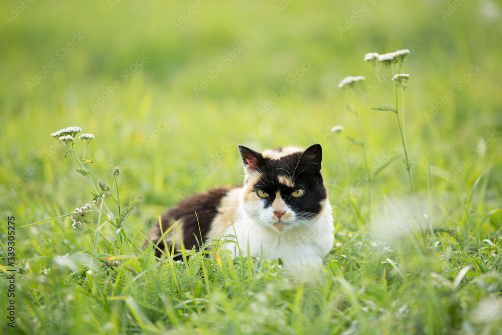 cranky cat sitting in high grass, green backgroung, cat with black head and big green eyes sitting in grass 