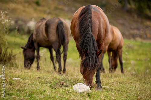Wild brown horses eating grass on pasture