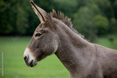 grey donkey on green background, big ears, nature photography, animal photo, green background  © Helga
