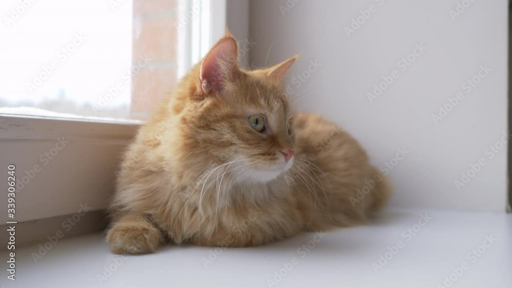 Cute ginger cat lying on window sill. Fluffy pet sits at home in quarantine without walking outside. Slow motion. Cute ginger cat lying on window sill. Fluffy pet sits at home in quarantine without walking outside. Slow motion.