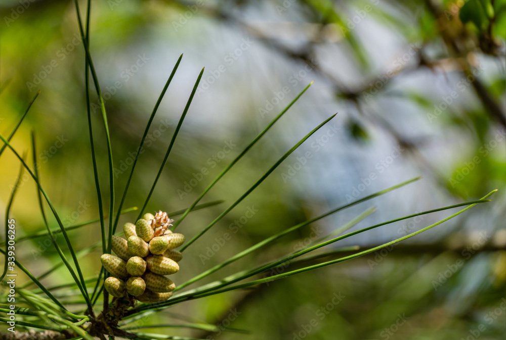 Close-up of bud pollination pinecone on branches of Pitsunda pine Pinus brutia pityusa. Sunny day in spring garden. Nature concept for design. Selective focus Close-up of bud pollination pinecone on branches of Pitsunda pine Pinus brutia pityusa. Sunny day in spring garden. Nature concept for design. Selective focus