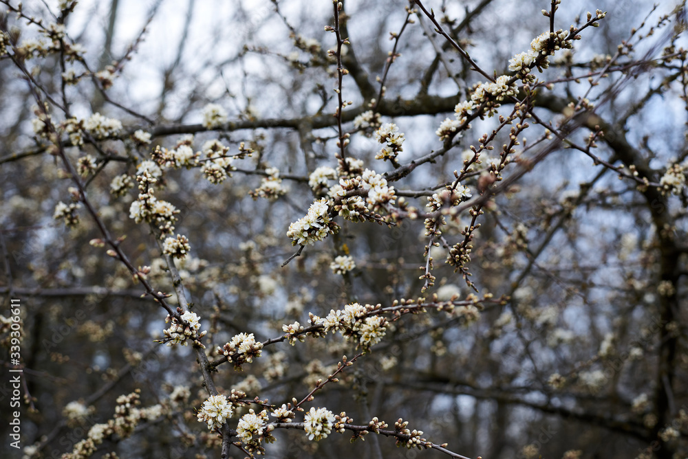 Close-up picture of tree in blossom. Small white flowers on the bush branches in forest woods field in spring. Natural environmental background. Close-up picture of tree in blossom. Small white flowers on the bush branches in forest woods field in spring. Natural environmental background.