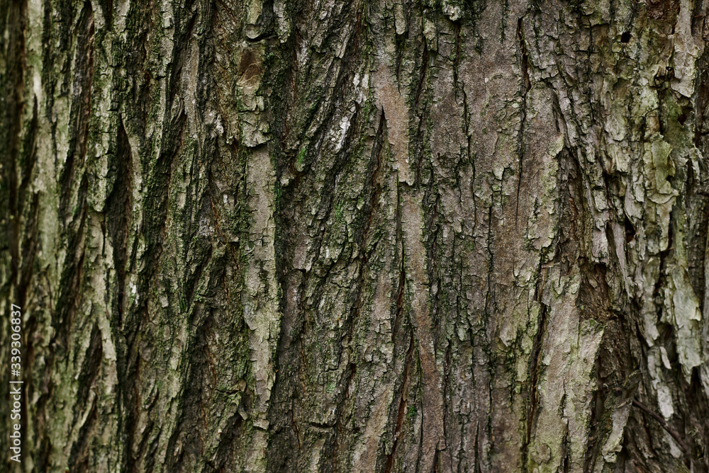 A part of old tree stem, covered with brown bark and green moss in forest woods in winter. Bare tree. Natural texture background A part of old tree stem, covered with brown bark and green moss in forest woods in winter. Bare tree. Natural texture background