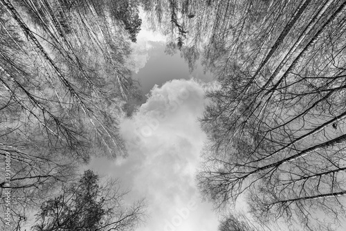 High bare trees in the fore...