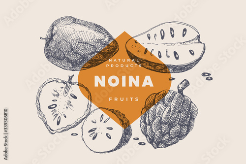 Hand drawn noina or sugar apple. Exotic and dessert fruits, sliced and whole. Organic food concept. It can be used for design of fruit markets and cosmetology. Vintage botanical illustration. photo