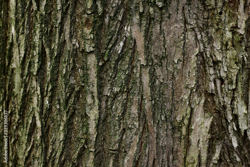 A part of old tree stem, covered with brown bark and green moss in forest woods in winter. Bare tree. Natural texture background