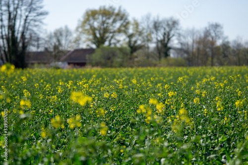 field of yellow Flowers / mustard