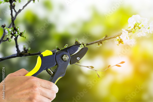 Man pruning tree with clippers. Cutting fruit trees branches in spring garden. 