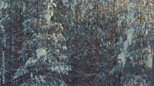green mint grows in the yard and moves slowly from the wind