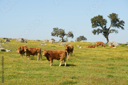 Cows on a flowers field eating grass, in Alentejo, Portugal