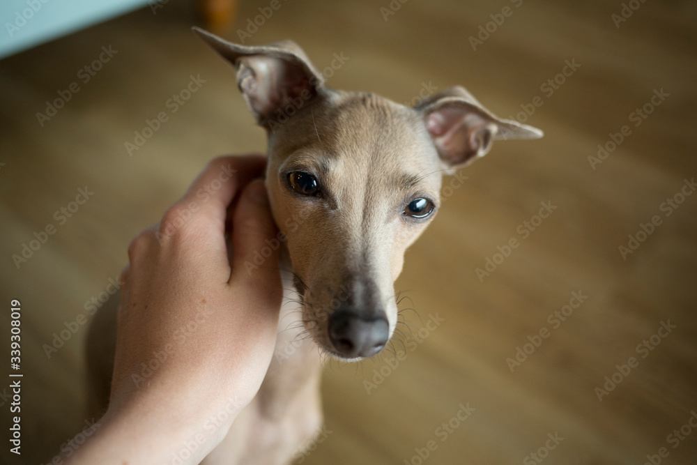 woman's hand cuddling adorable Italian greyhound with big black nose and big ears 