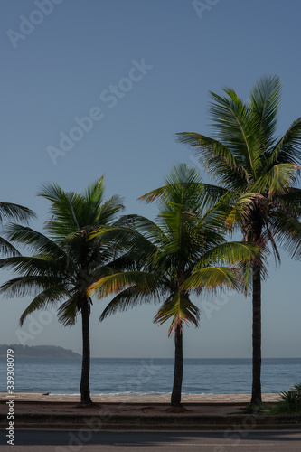 Palm trees on the street © ADLC