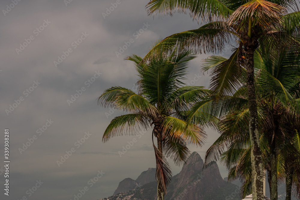 Fototapeta Palm trees with Dois Irmaos in the background