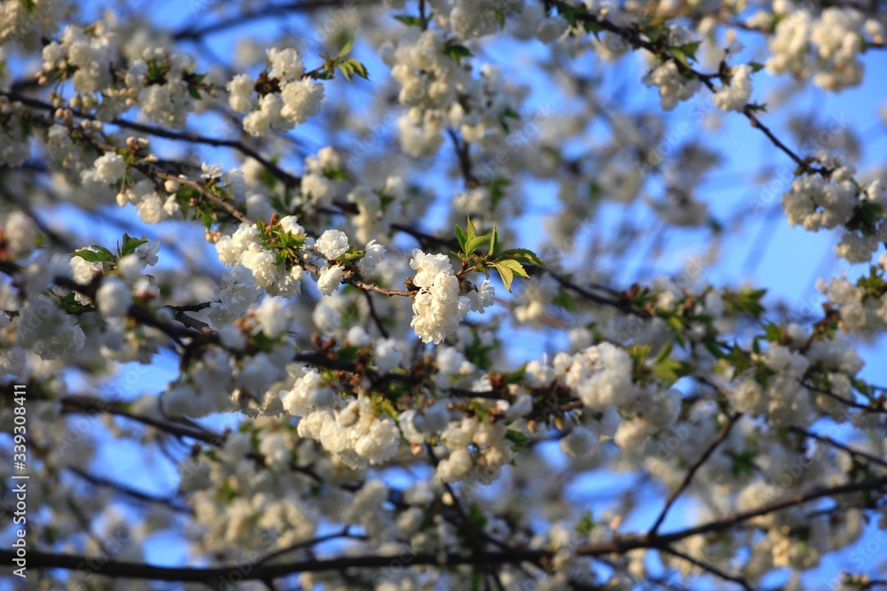Baumblüte