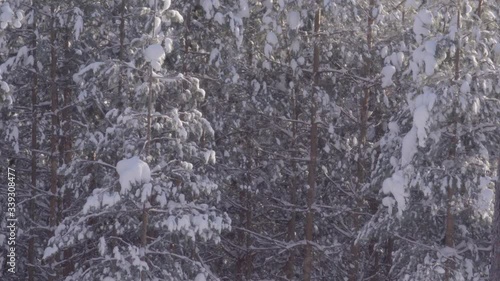 green mint grows in the yard and moves slowly from the wind