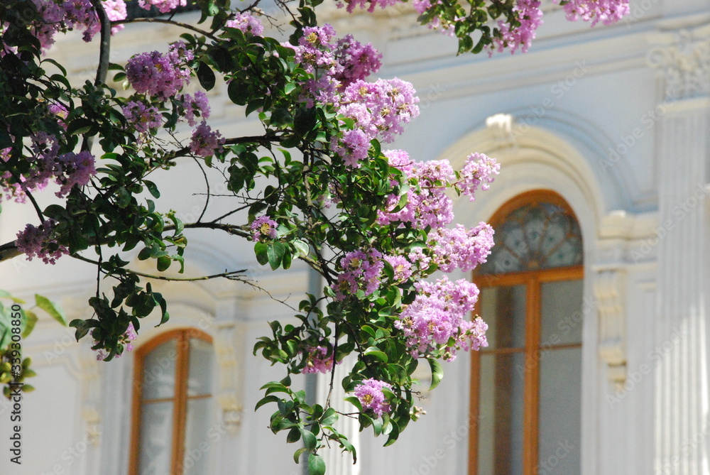 window with flowers