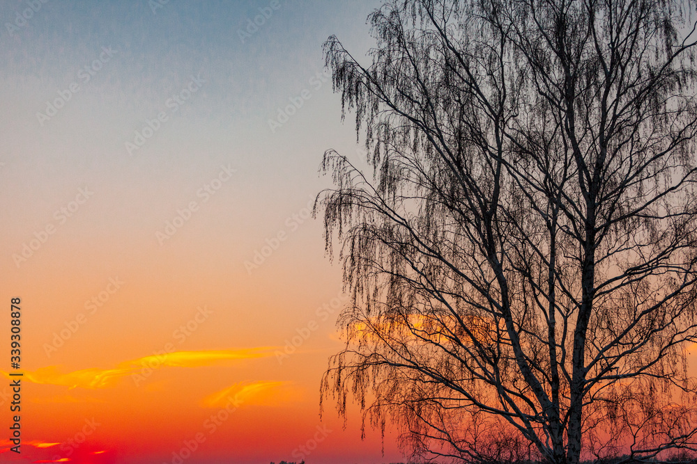 Obraz premium tree at sunset