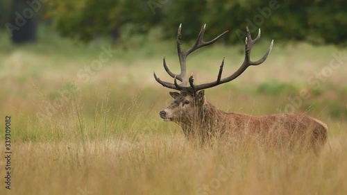 Red deer in the natural environment during rut time, wildlife, wild animal, close up, 4k, Cervus elaphus